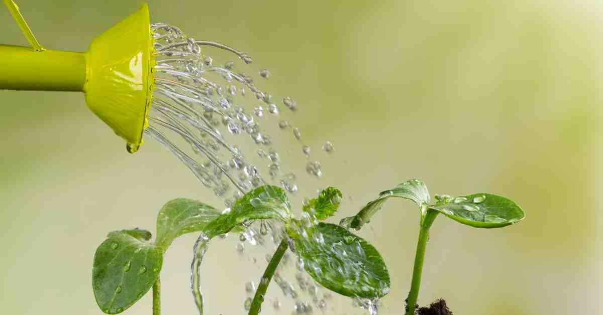 Watering Essentials For Garden
