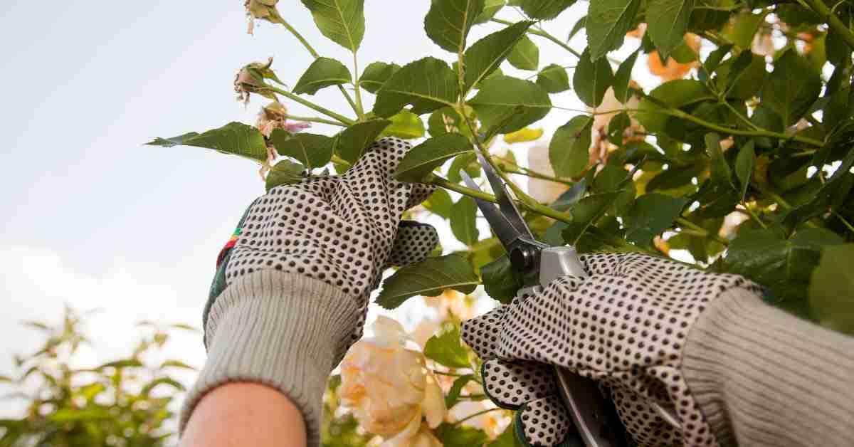 Importance Of Gardening Gloves