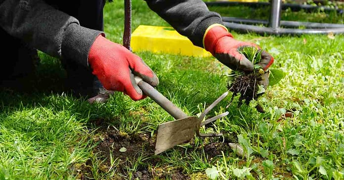 Weeding Tool for Easy Garden Care – Get Yours Today! Weeding Tool for Easy Garden Care – Get Yours Today!