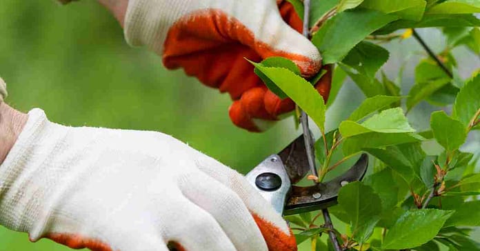 Gardening Gloves: Protect Your Hands with Top-Rated Models Gardening Gloves: Protect Your Hands with Top-Rated Models